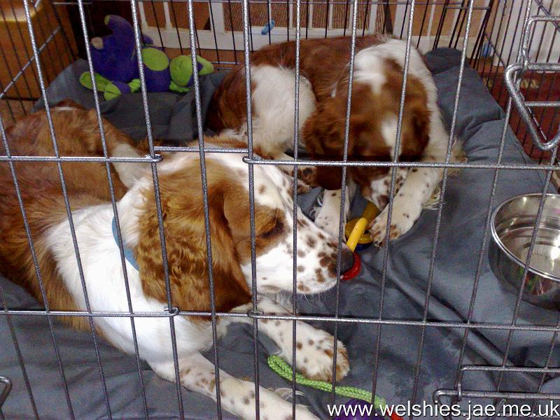 2009-10-04 09.jpg - Brotherly love - Hal comes in the cage with me